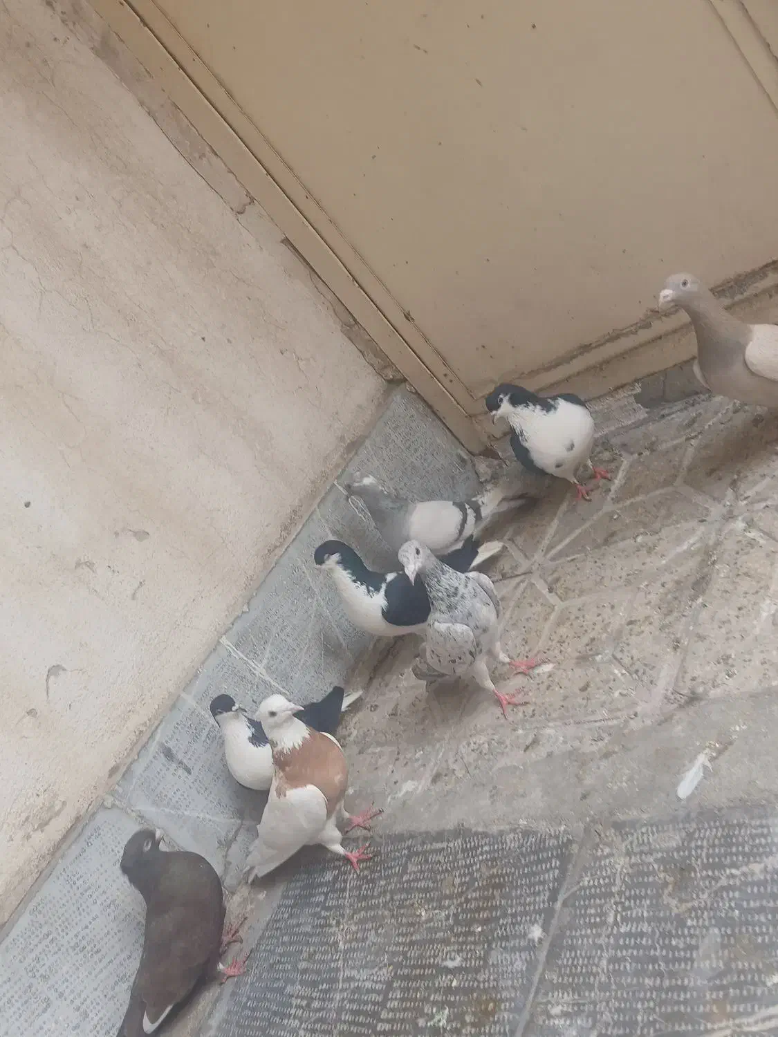 کفتر|پرنده|محمدیه-قزوین, |دیوار