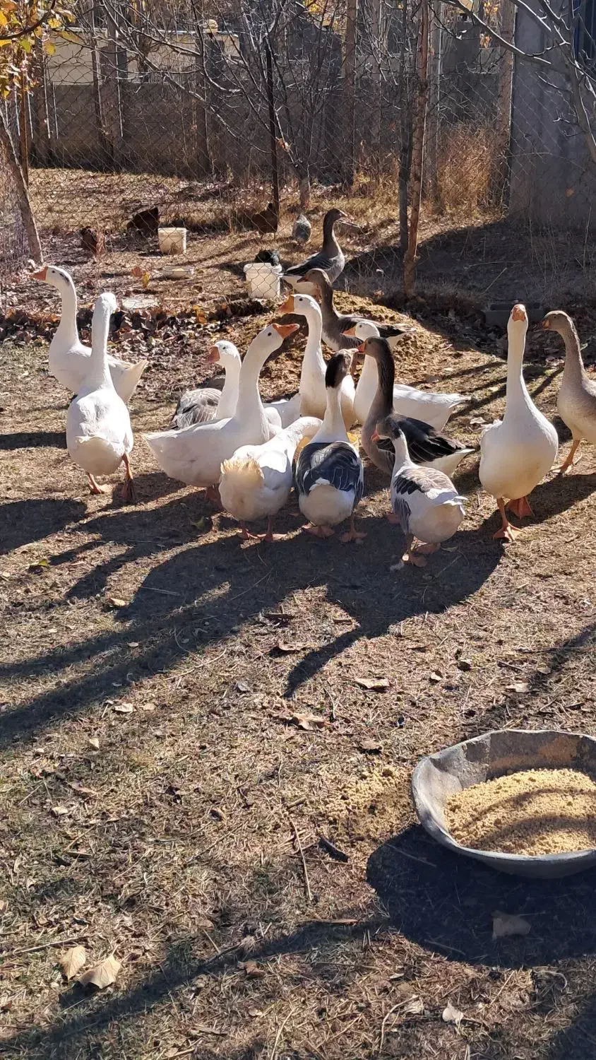 غاز لیندا و محلی|حیوانات مزرعه|فیروزکوه, |دیوار