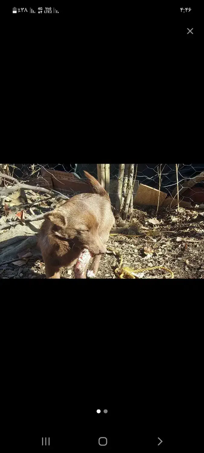 سگ خانگی|سگ|مریوان, |دیوار