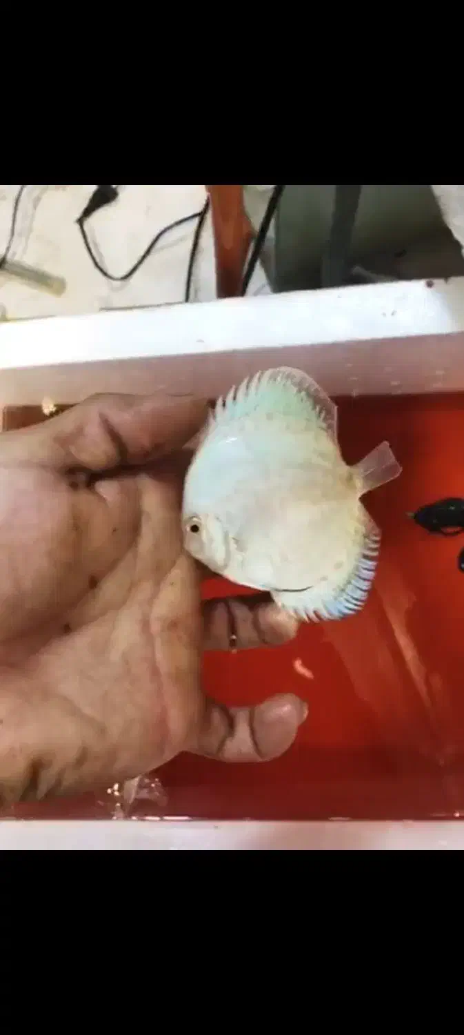 فروش ویژه ماهی دیسکس|ماهی|رشت, پورسینا|دیوار