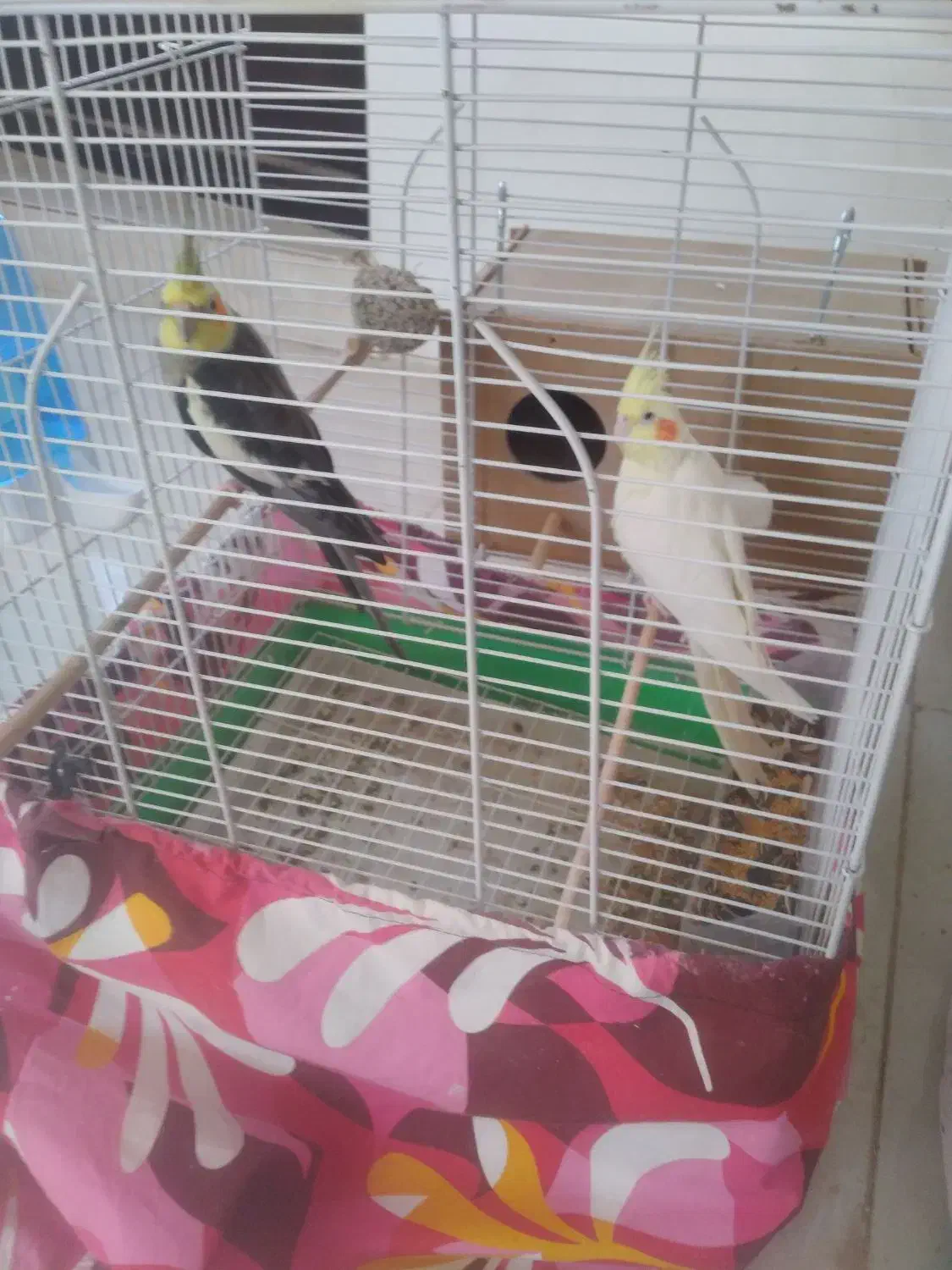 یک جفت عروس هلندی|پرنده|شاهینشهر, نبوت|دیوار