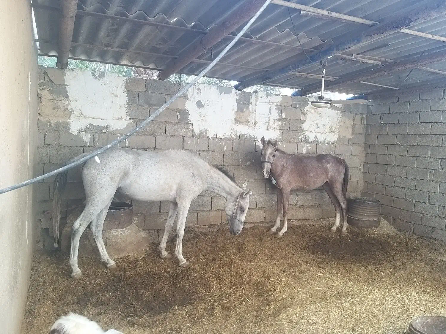 اسب مادیون خالص عربی|اسب و تجهیزات اسبسواری|اهواز, غیزانیه|دیوار