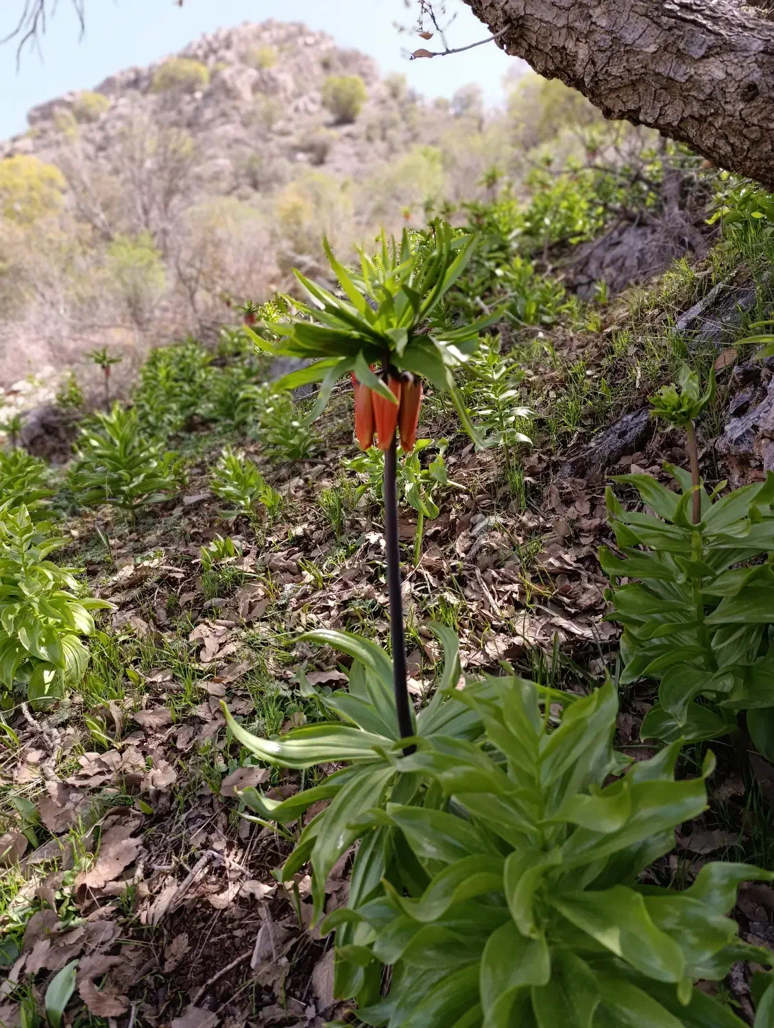 گمشده|گردهمایی و همایش|ایلام, |دیوار