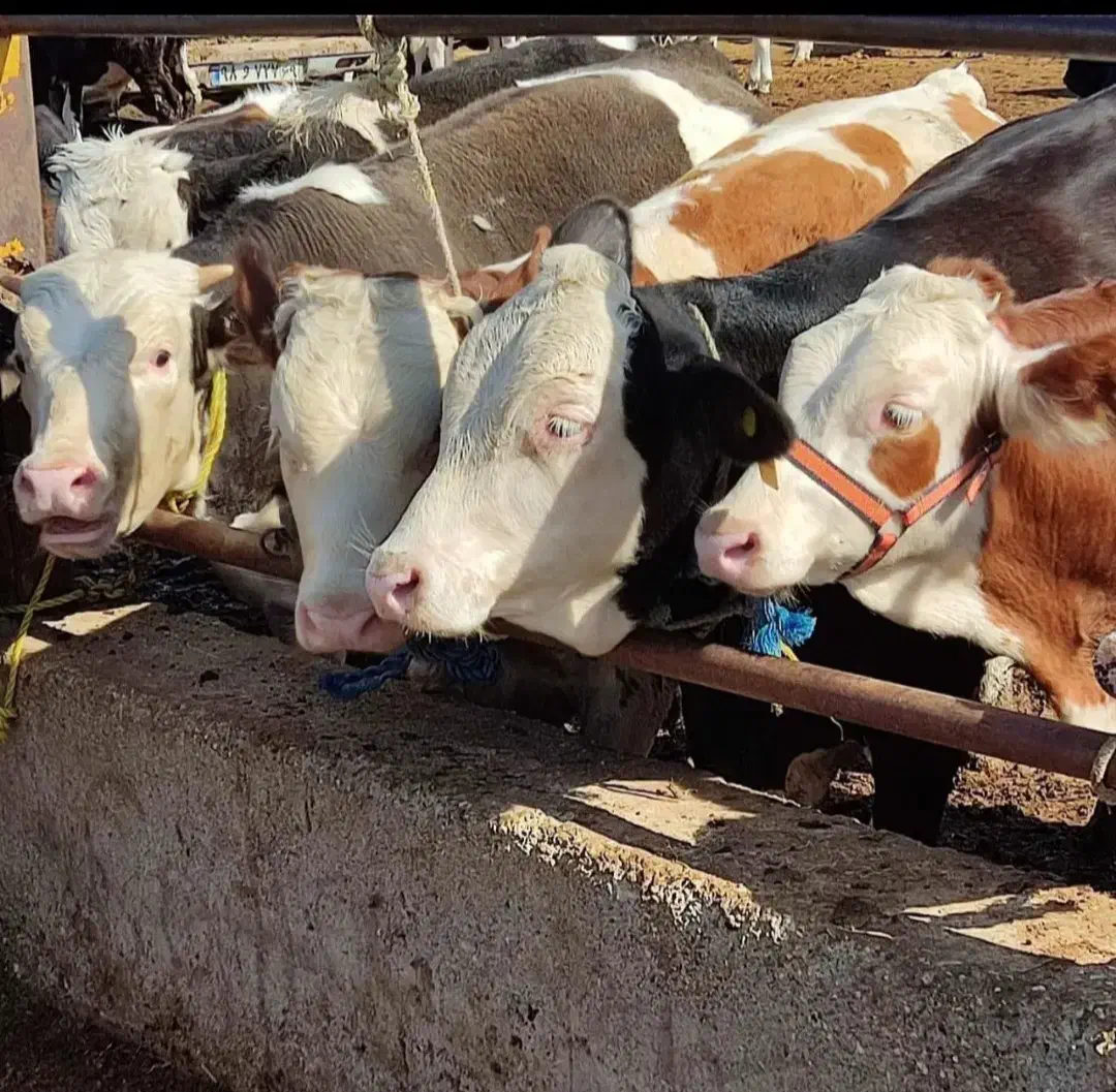 فروش گوساله سیمینتال پرواری جنس خالص|حیوانات مزرعه|جعفرآباد, |دیوار