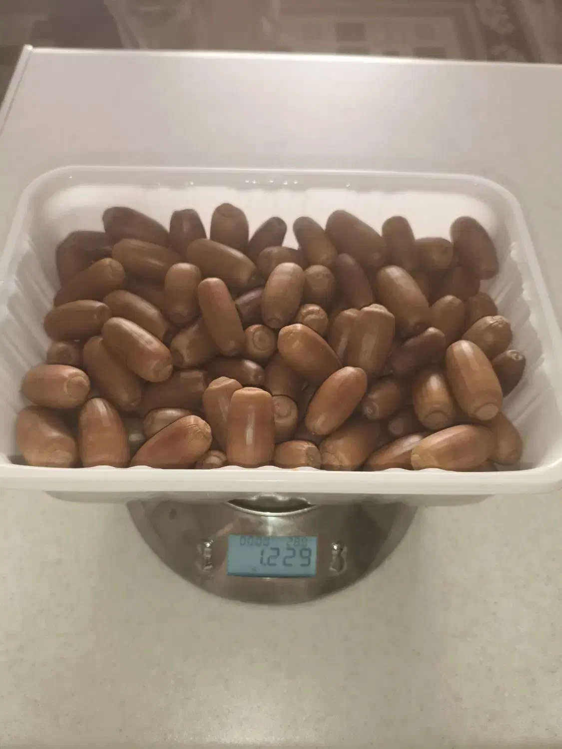 بلوط خشک درشت|لوازم جانبی حیوانات|قدس, شهرقدس|دیوار