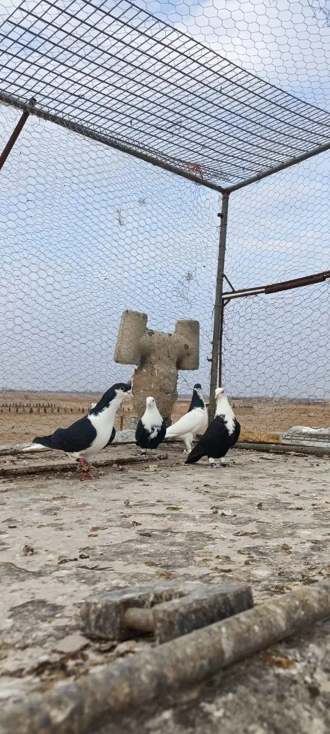 کبوتر|پرنده|دشتابی, |دیوار