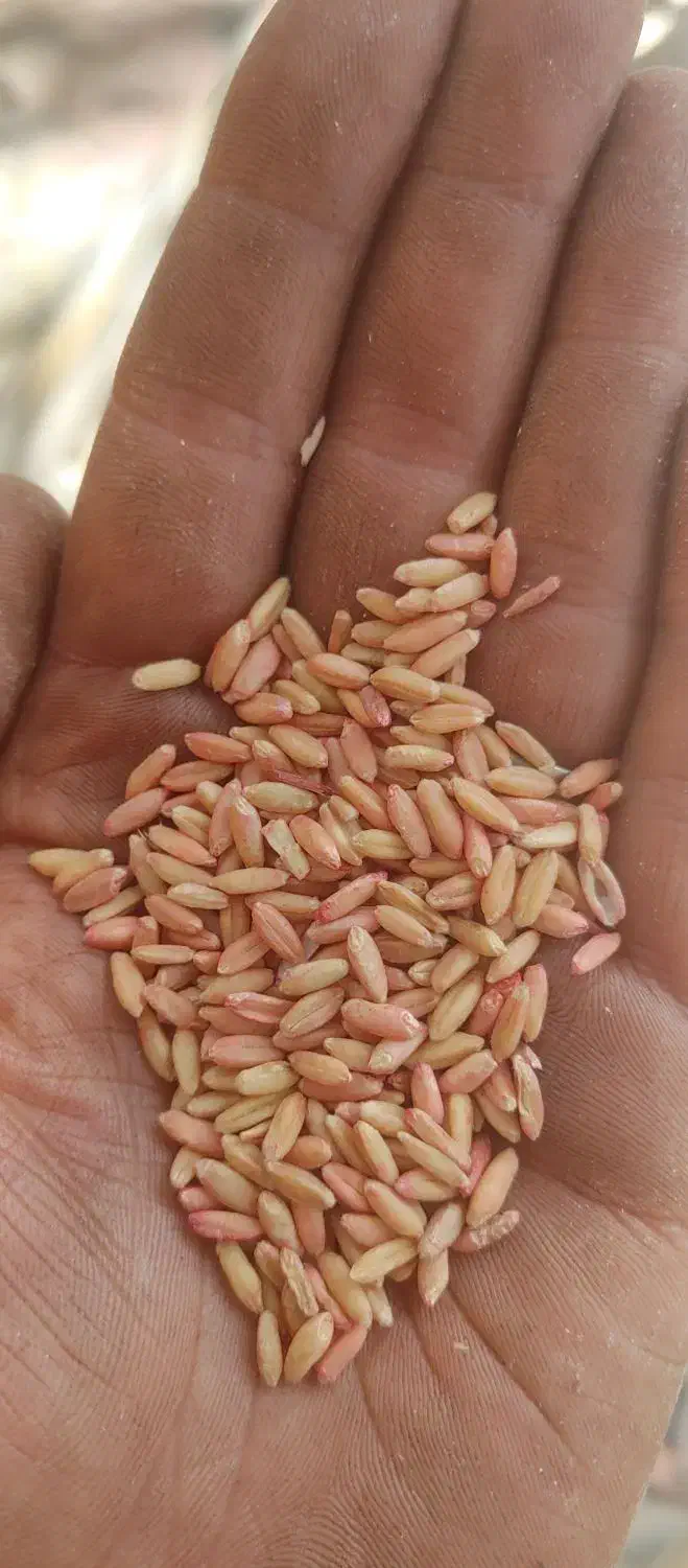 گندم بذری|گل و گیاه طبیعی|شازند, |دیوار