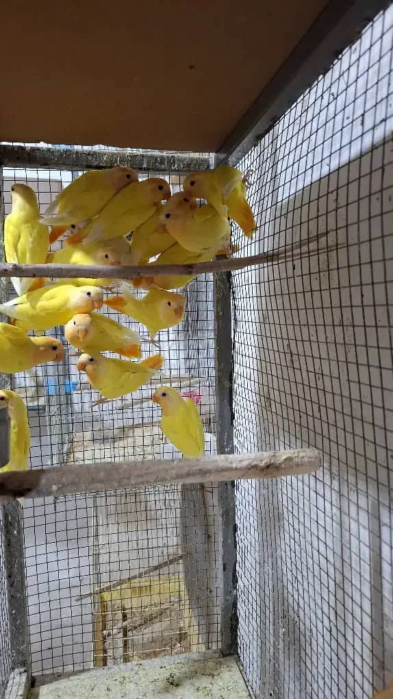 فروش طوطی برزیلی اوپال کله نارنجی|پرنده|شیراز, لاله|دیوار