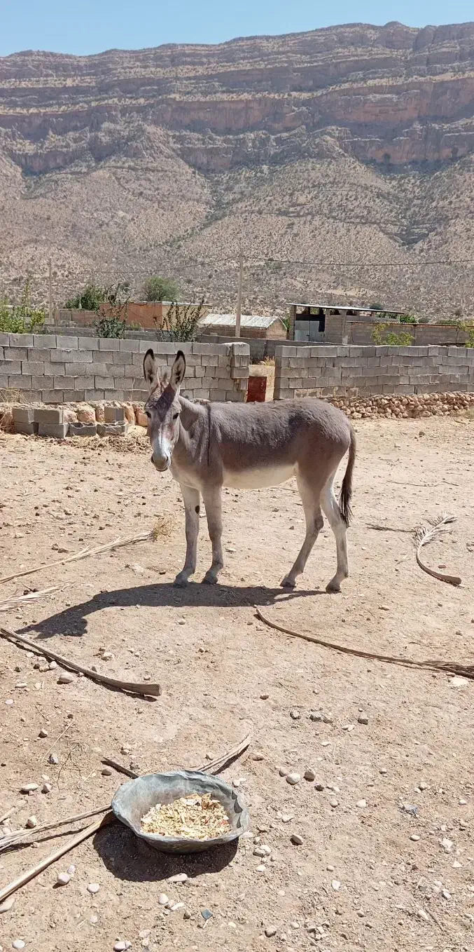 فروش الاغ|حیوانات مزرعه|طسوج, |دیوار