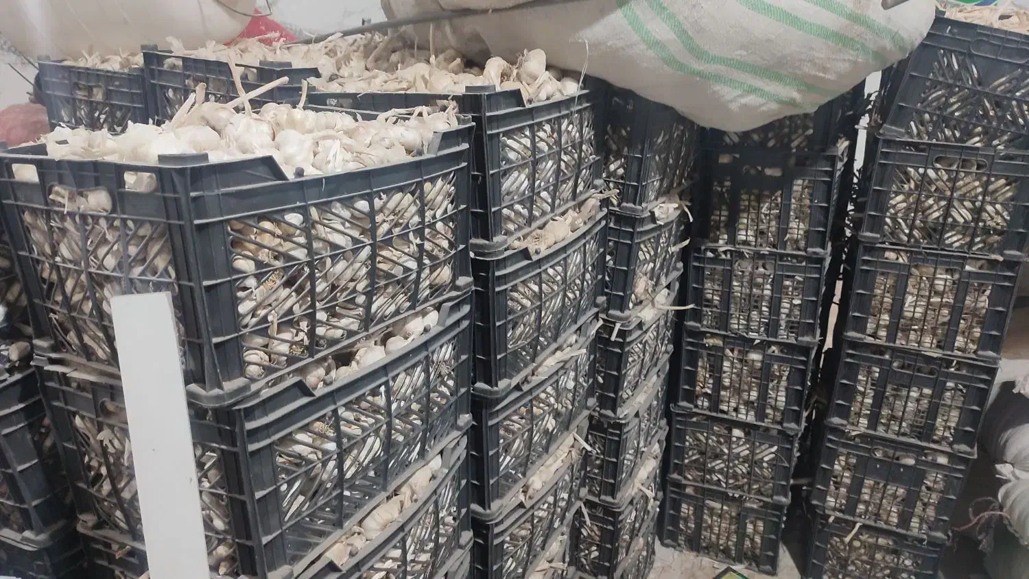 سیر درجه 1|عمدهفروشی|الشتر, |دیوار