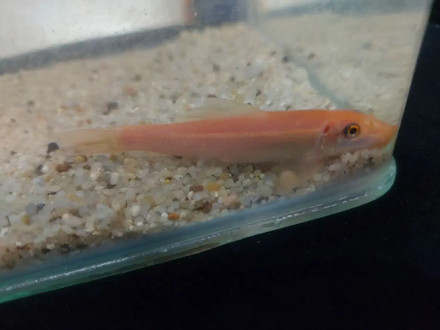 ماهی آکواریوم زینتی|ماهی|نظرآباد, نظرآباد|دیوار