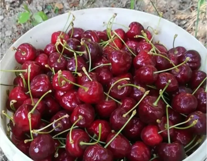 گیلاس|عمده‌فروشی|یانه سر, |دیوار