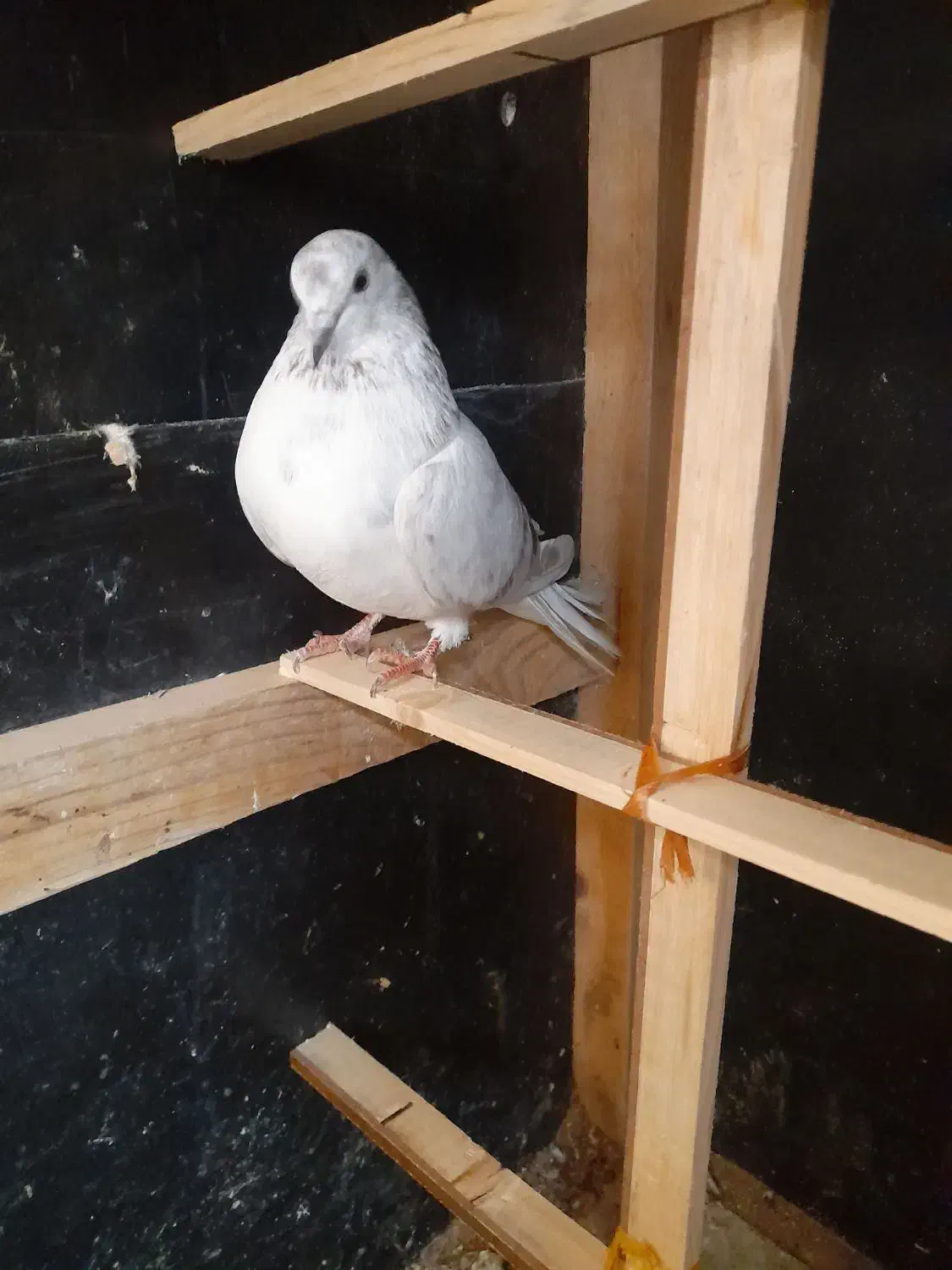 کبوتر پرشی ماده|پرنده|گمیشان, |دیوار