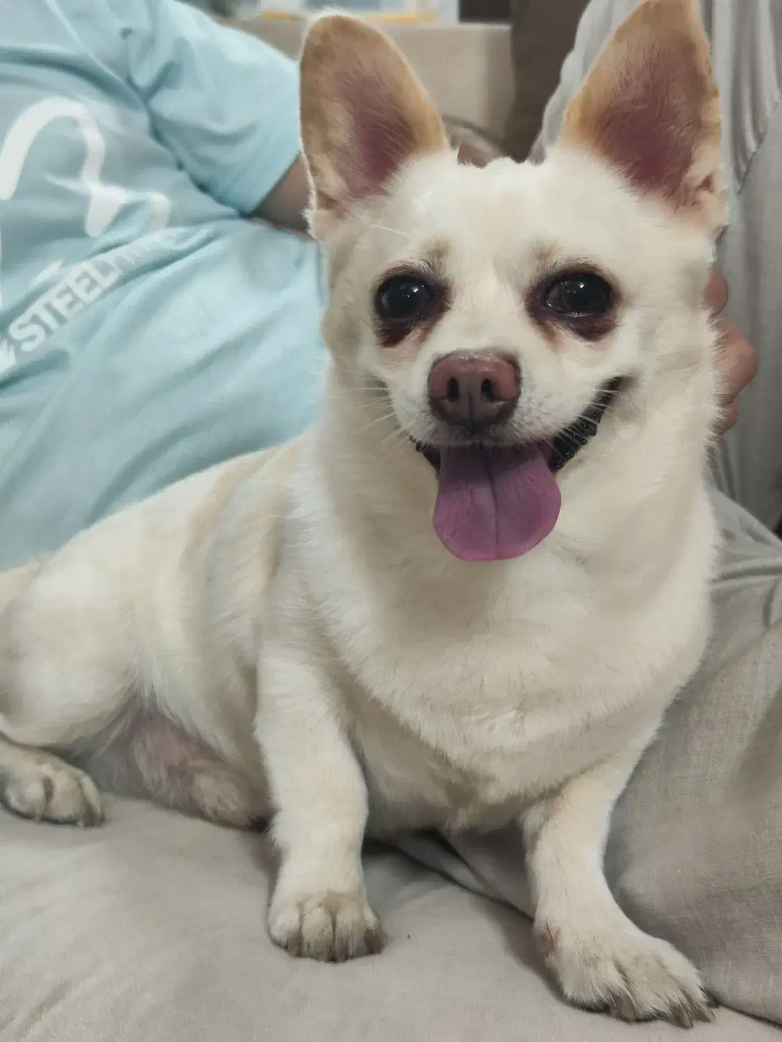 سگ گمشده|حیوانات|گرگان, |دیوار