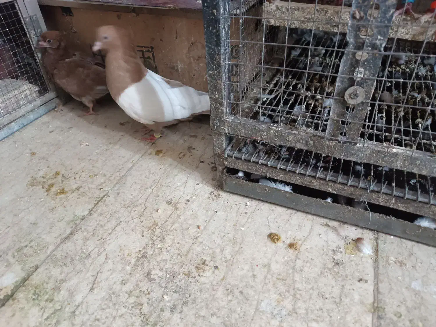 سینه ای زرد نر|پرنده|کرج, مطهری|دیوار