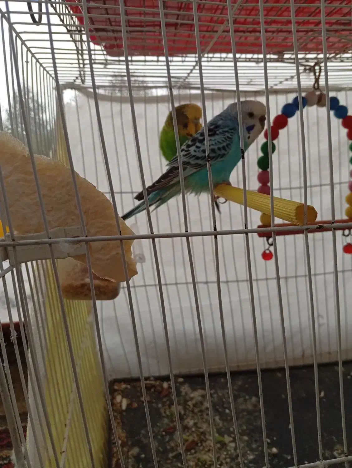 یه جفت مرغ عشق با وسایل|پرنده|نوشهر, |دیوار