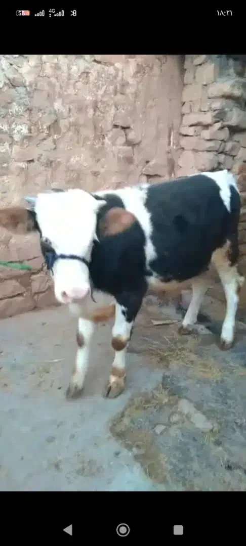 گوساله|حیوانات مزرعه|کارزان, |دیوار