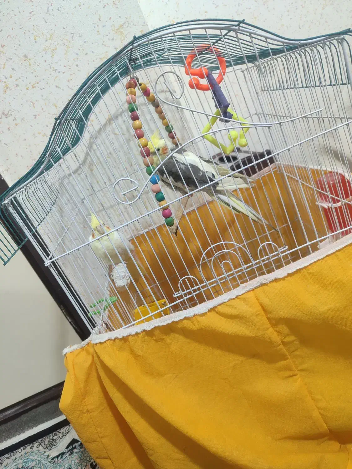 عروس هلندی|پرنده|فولادشهر, B8|دیوار