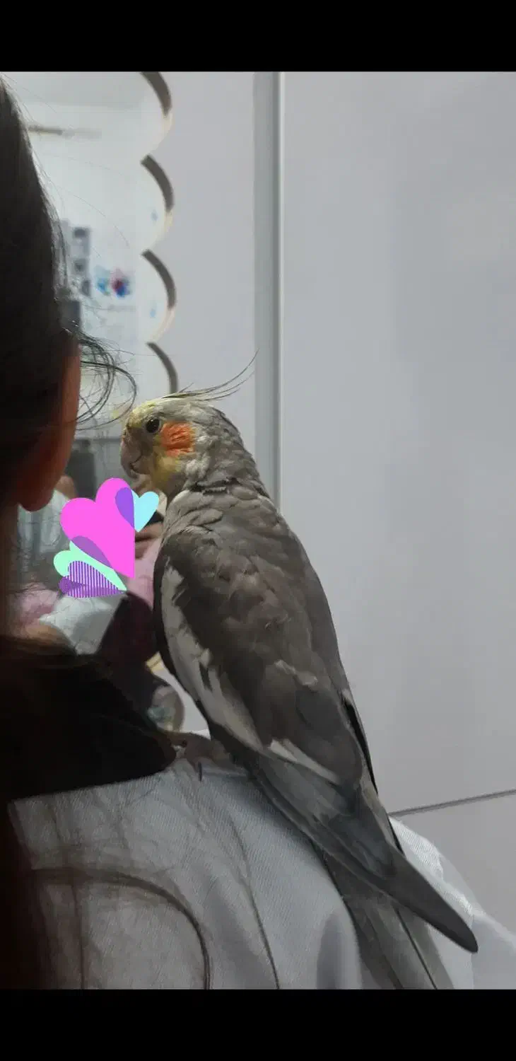 دروازه گم شده.عروس هلندی|حیوانات|شوشتر, |دیوار