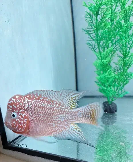 فلاور کامفا|ماهی|تهران, اوقاف|دیوار