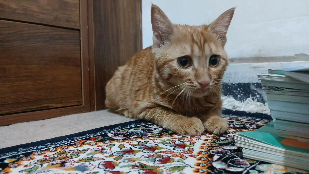 گربه نارنجی گمشده|حیوانات|شیراز, شریف‌آباد|دیوار