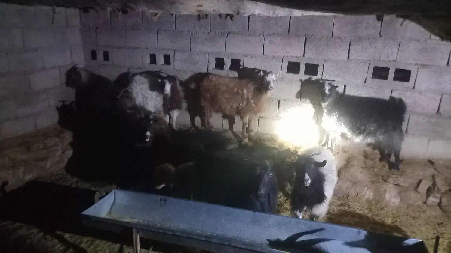 بز چاق|حیوانات مزرعه|راور, |دیوار