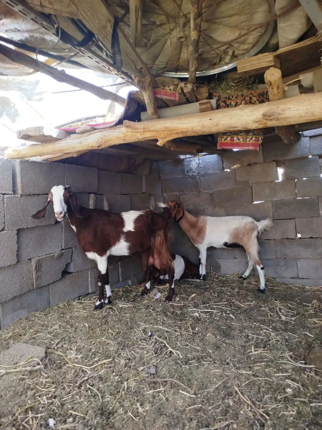 بزکهره|حیوانات مزرعه|کرمان, |دیوار