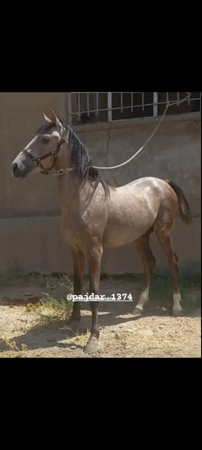 اسب نریان|اسب و تجهیزات اسب‌سواری|کنگاور, |دیوار