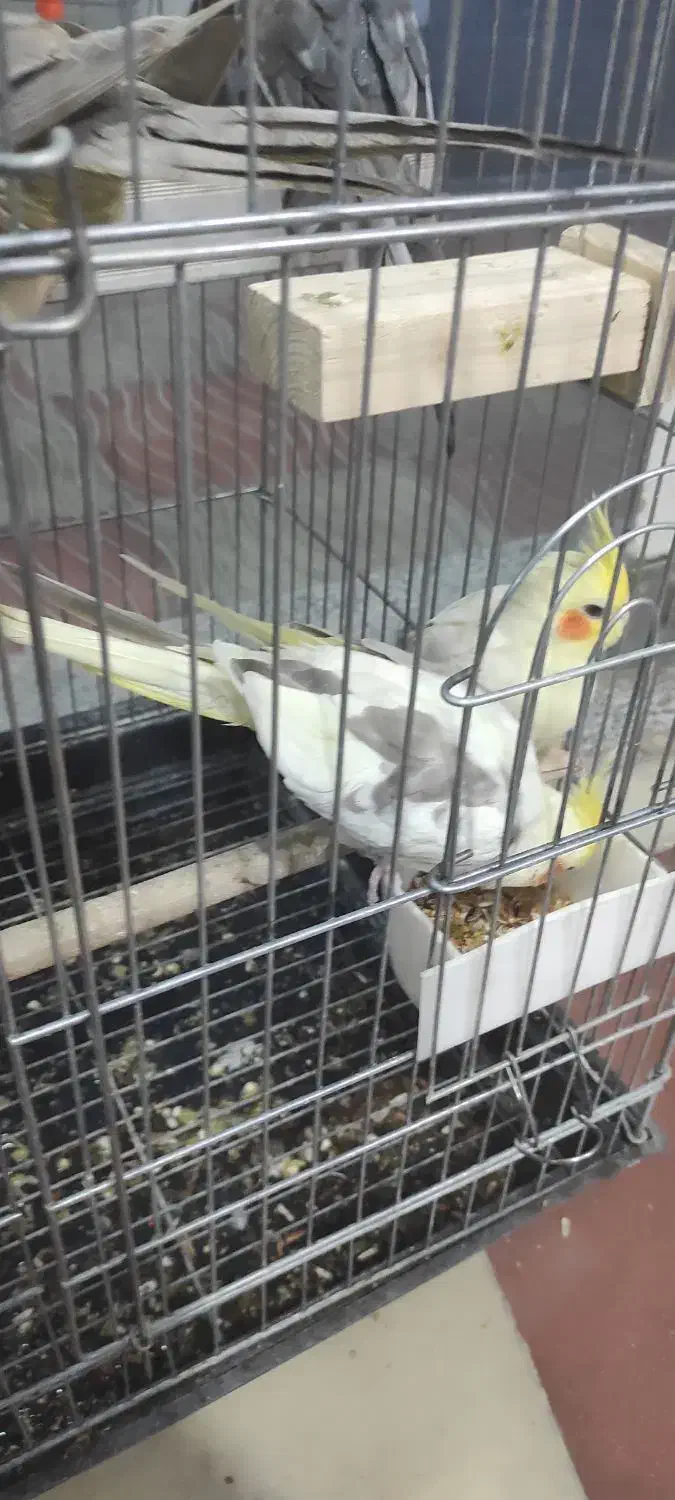 عروس هلندی مولد|پرنده|رباط‌کریم, نصیرشهر|دیوار