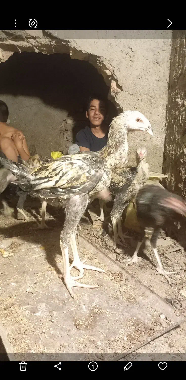 ۶ عدد جوجه خروس صابونی|حیوانات مزرعه|زابل, |دیوار