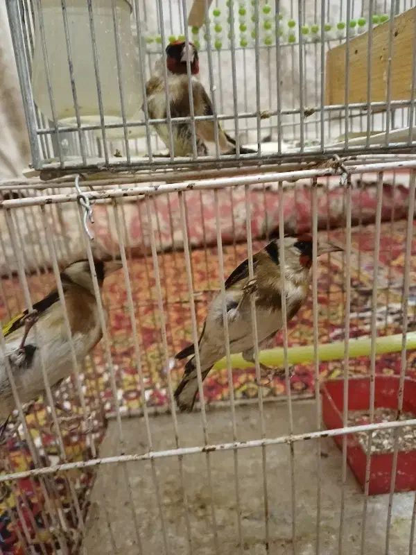 سهره فنچ کوتوله مرغ عشق عروس هلندی|پرنده|مشهد, شهید معقول|دیوار