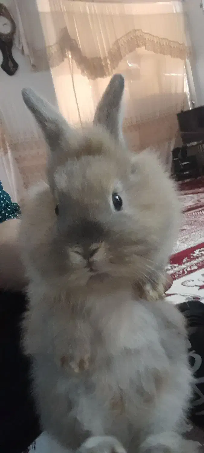 خرگوش|موش و خرگوش|یزد, |دیوار