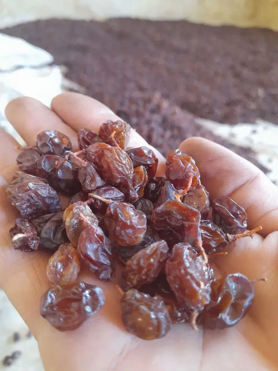 خرید و فروش گیاهان دارویی و خشکبار|خوردنی و آشامیدنی|داراب, |دیوار