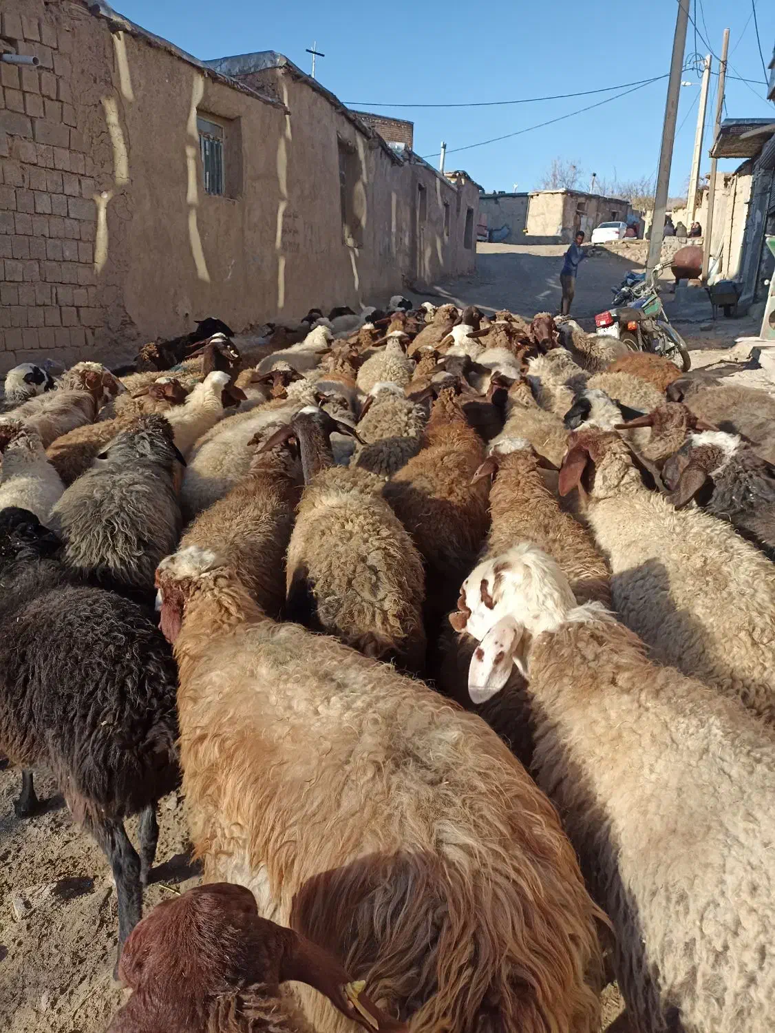 گوسفندبابره|حیوانات مزرعه|کنگاور, |دیوار