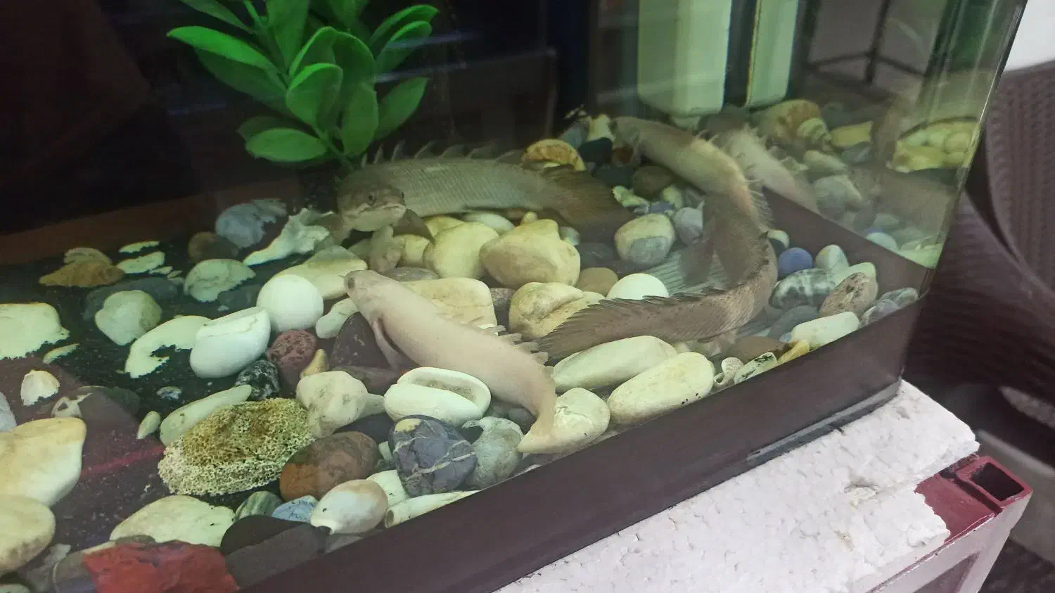 اکواریوم باماهی|ماهی|تهران, مهران|دیوار