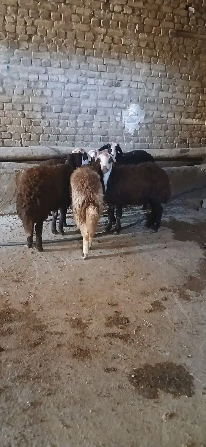 بره ماده شیشک افشار|حیوانات مزرعه|بروجرد, |دیوار