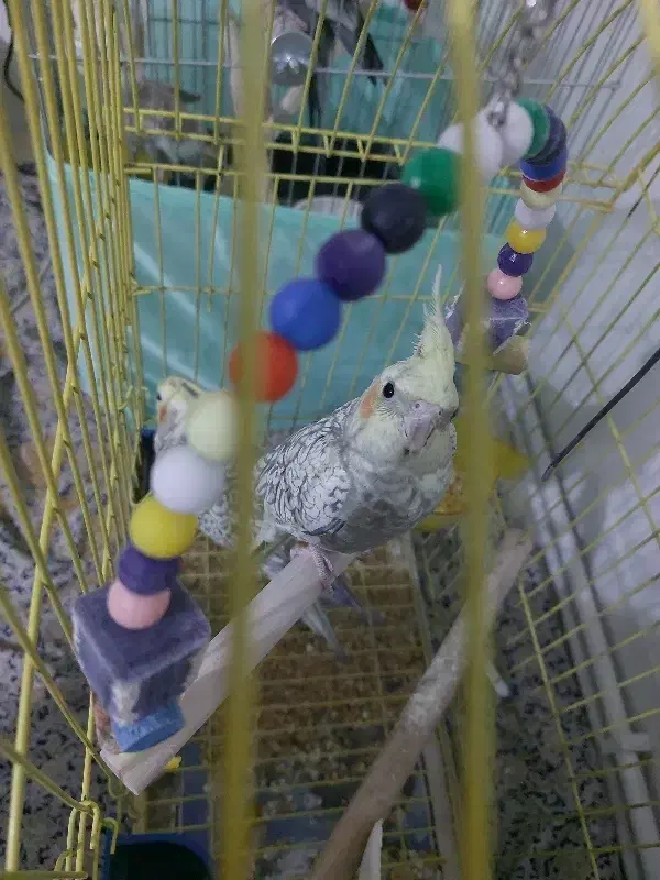 عروس هلندی|پرنده|تهران, تهرانپارس شرقی|دیوار