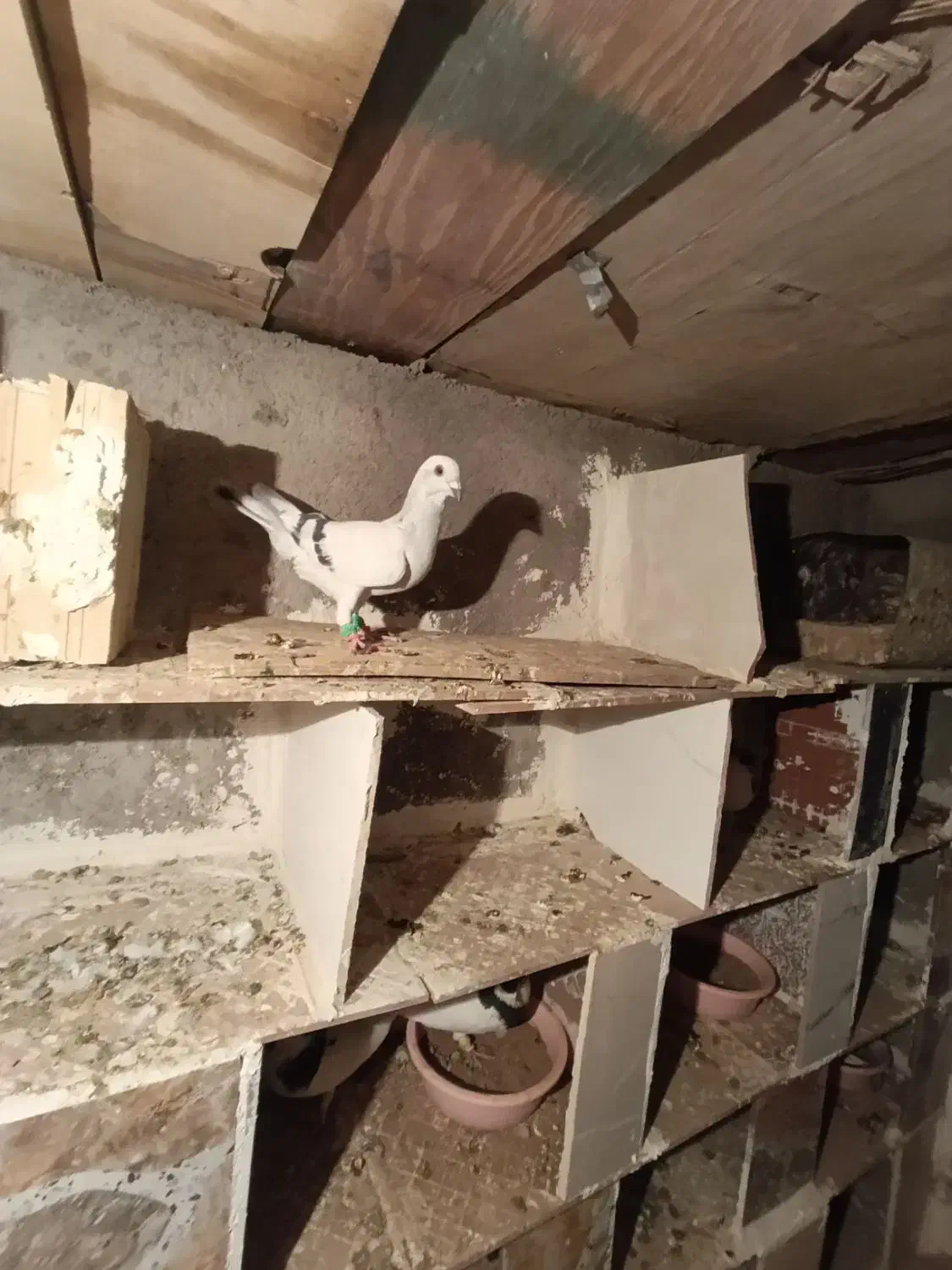 شامی نر هفرنگ خط ی|پرنده|الوند, |دیوار