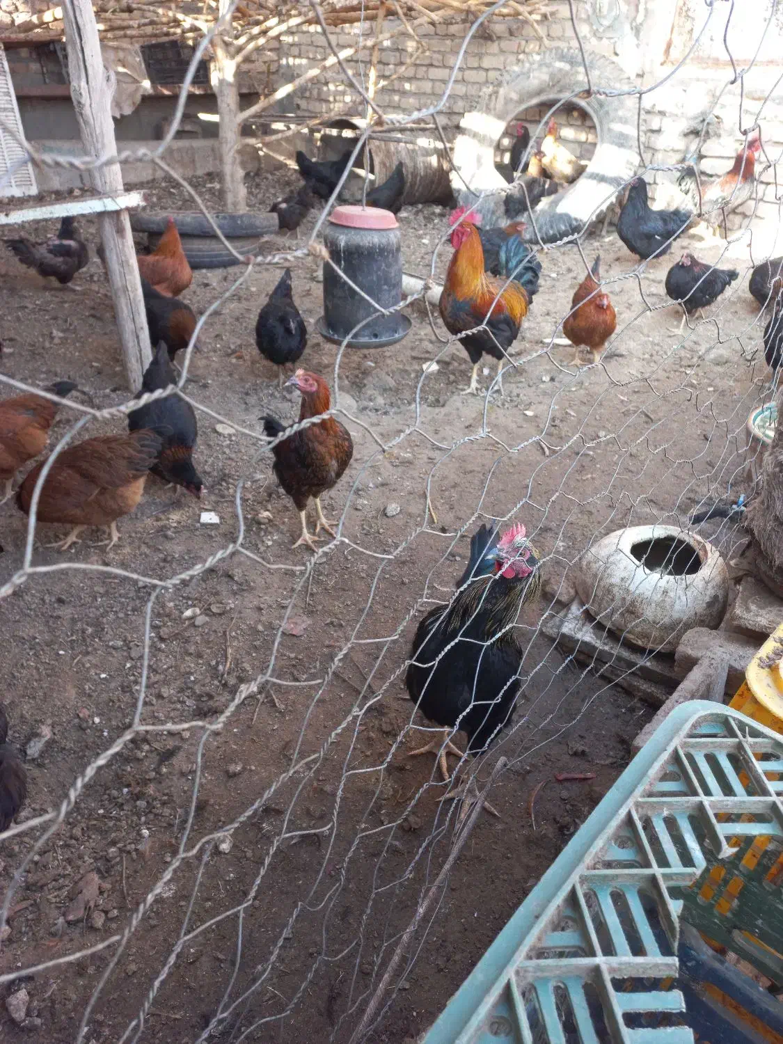 جوجه خوروس وجوجه مرغ محلی|حیوانات مزرعه|بردسکن, |دیوار