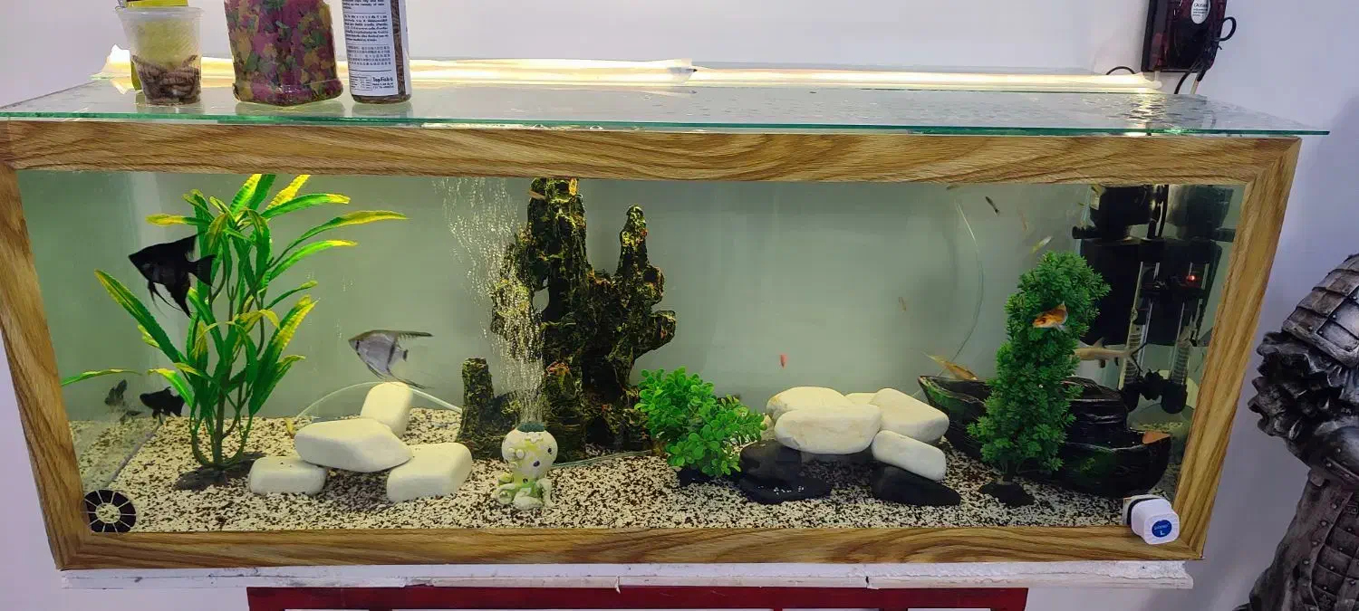 فروش  اکواریوم سالم بزرگ با وسیله|ماهی|ساوه, |دیوار