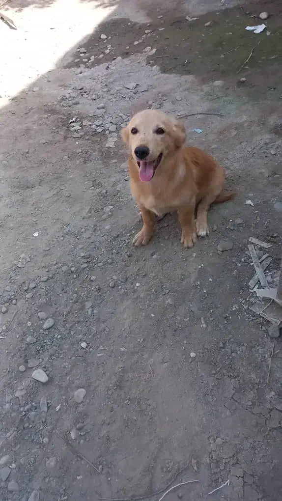 سگ اشپیز پاکوتاه|سگ|میناب, |دیوار