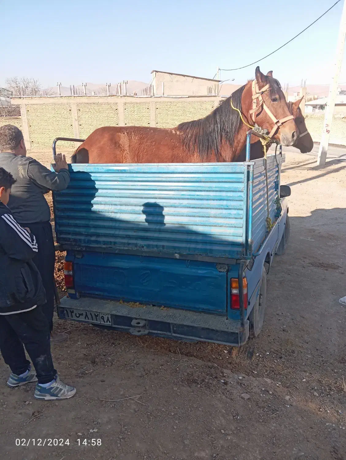 فروش اسب مادیان پالونی|اسب و تجهیزات اسب‌سواری|لاران, |دیوار