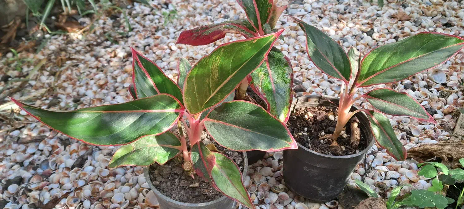 گلسرای پارین|گل و گیاه طبیعی|آستارا, |دیوار