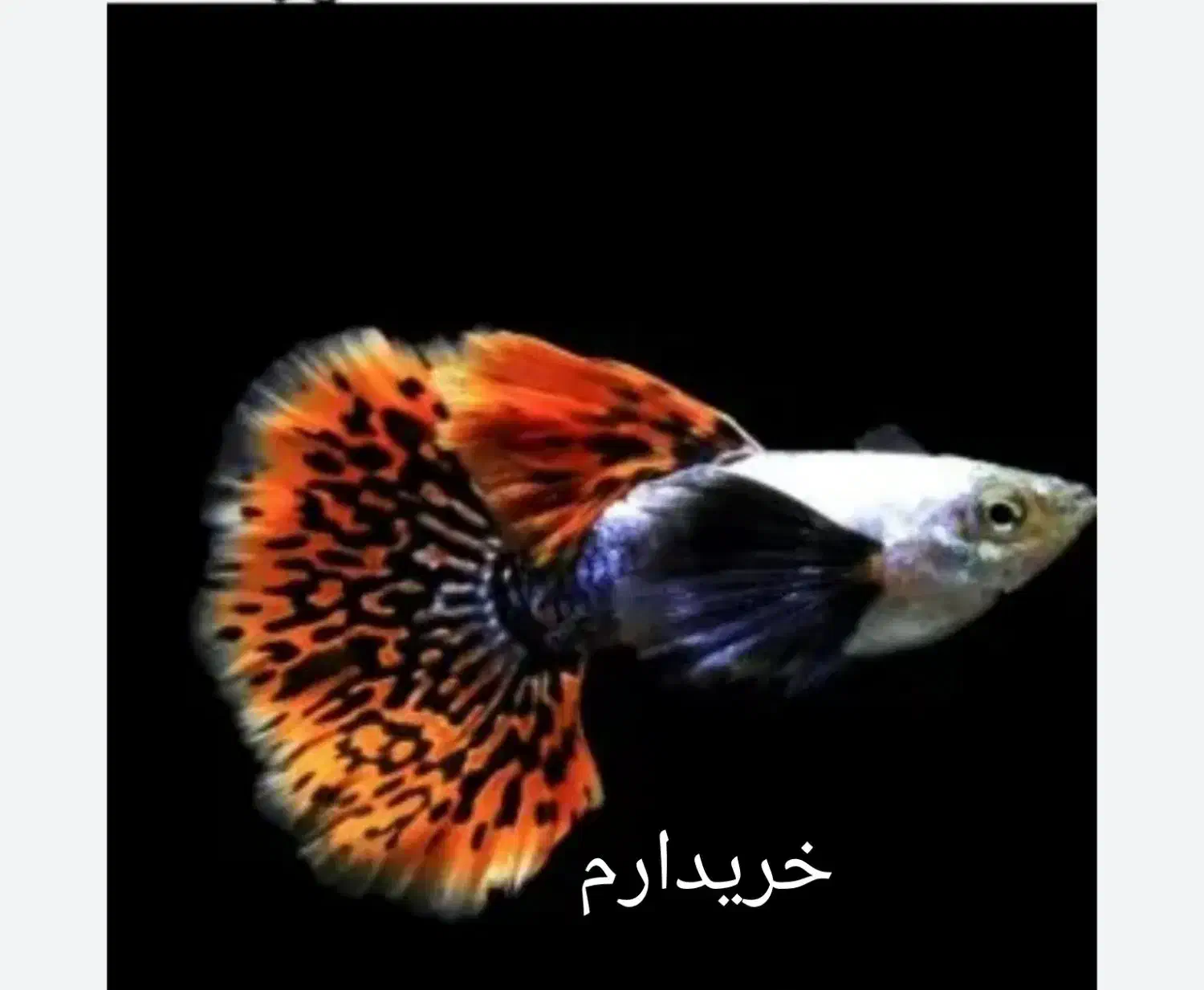 گوپی نژاد دار|ماهی|شیراز, سهل‌آباد|دیوار