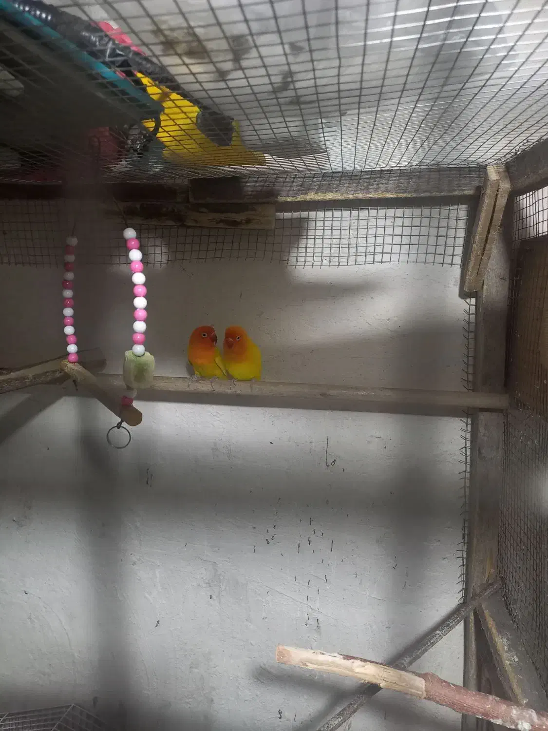 طوطی برزیلی|پرنده|قشلاق دشت, |دیوار