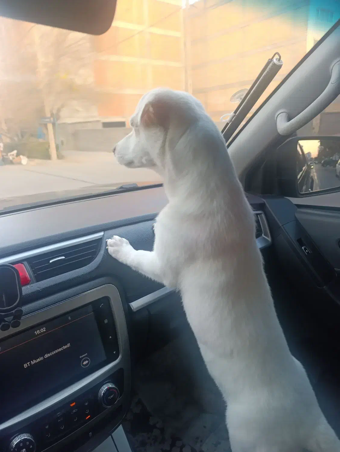 سگ اشپیتز پا کوتاه|سگ|بجنورد, |دیوار