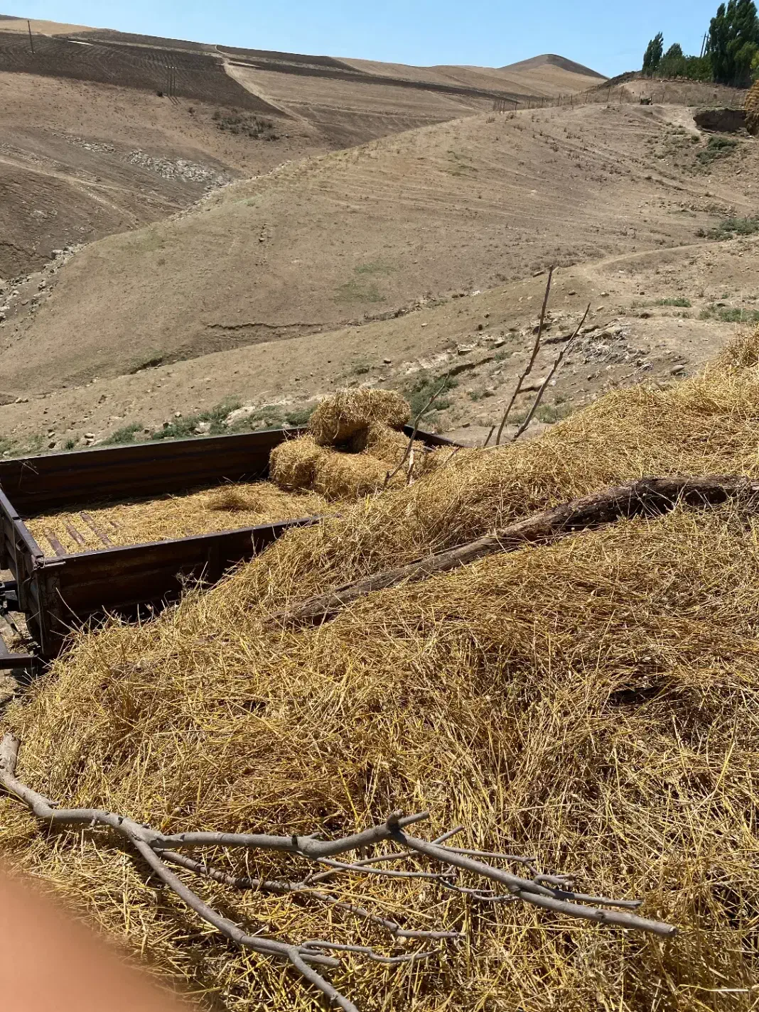 کاه|عمدهفروشی|پارسآباد, |دیوار