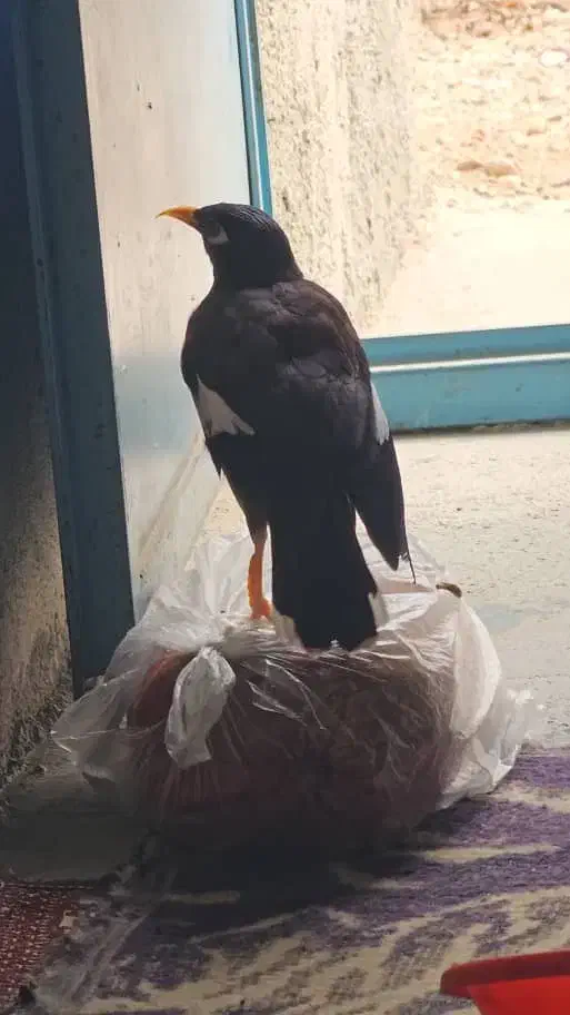 مرغ مینا واسه مهدی هست|پرنده|ریز, |دیوار