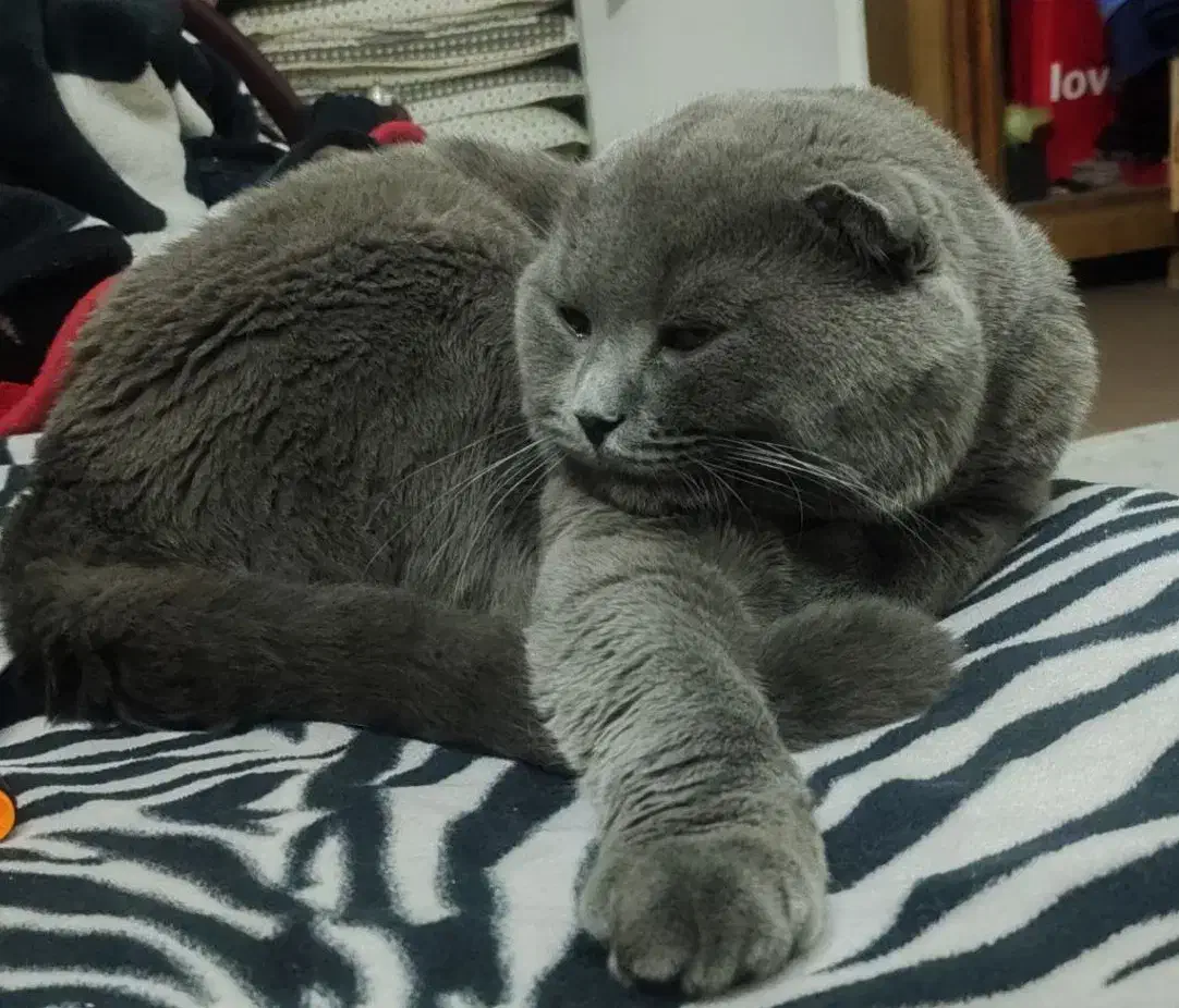 گربه اسکاتیش نر آماده جفت گیری|گربه|شیراز, شهرک سراج|دیوار