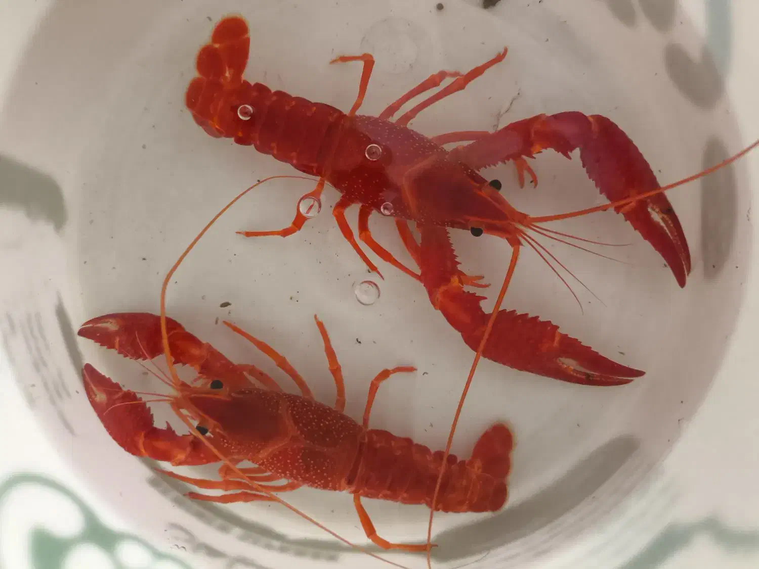 لابستر آب شیرین مولد|ماهی|چادگان, |دیوار